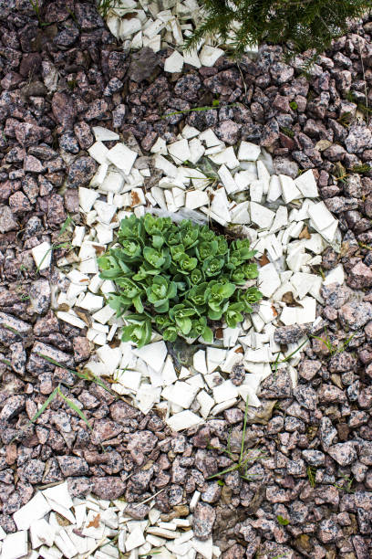 Cleansing (Sedum) on a bed of stones