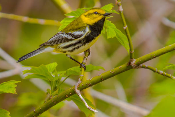 istock Black throated Green Male 690600450