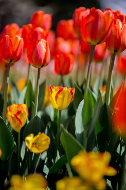 istock Brightly colored tulips shot at Ottawa in Ontario Canada. 690602940