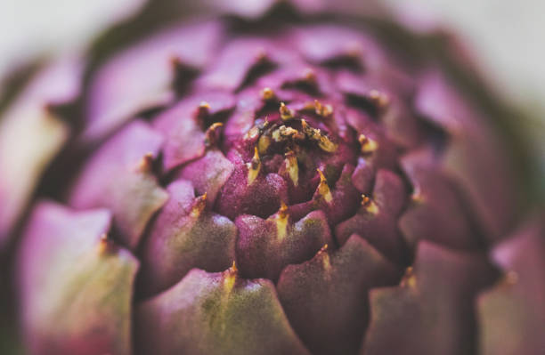 alcaucil romanesco - artichoke vegetable macro close up fotografías e imágenes de stock