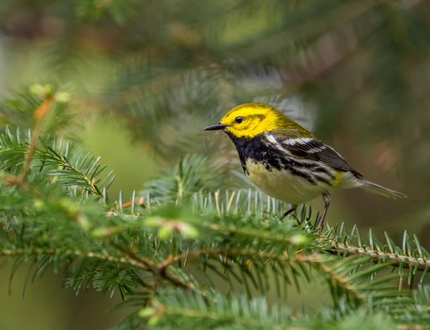 istock Black Throated Green warbler. 690603570
