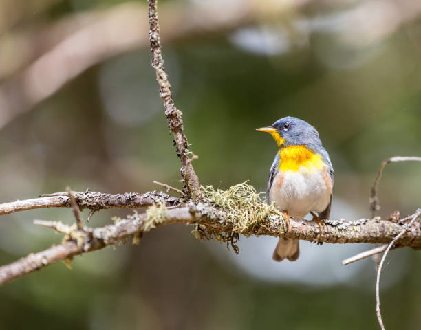 istock Northern Parula in a Boreal forest. north Quebec, Canada. 690603846