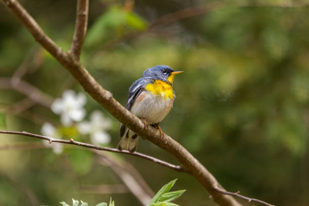 istock Northern Parula in a Boreal forest. north Quebec, Canada. 690604028