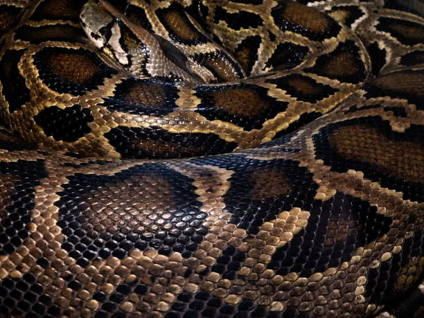 Australian Brown Python 550+ Brown Snake Australia Stock Photos, Pictures & Royalty-Free Images ...