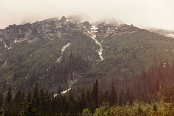istock Fog in the fir forest in autumn or spring time 690606468