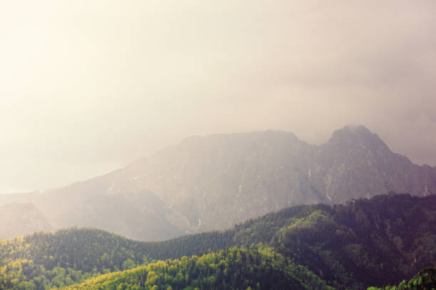 Fog in the fir forest in autumn or spring time in Tatra National Park, Poland