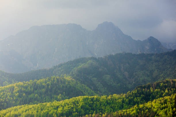 Fog in the fir forest in autumn or spring time in Tatra National Park, Poland