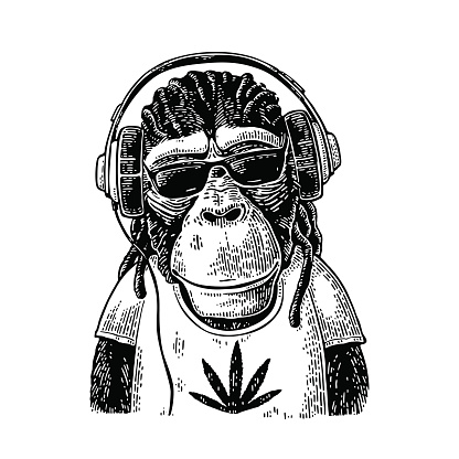 Monkey hipster with dreadlocks in headphones, sunglasses and t-shirt with marijuana leaf. Vintage black engraving illustration for poster. Isolated on white background