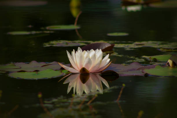 istock Beautiful lotus flower in a pond 690606660