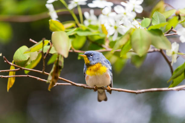 istock Northern Parula in a Boreal forest. north Quebec, Canada. 690607000