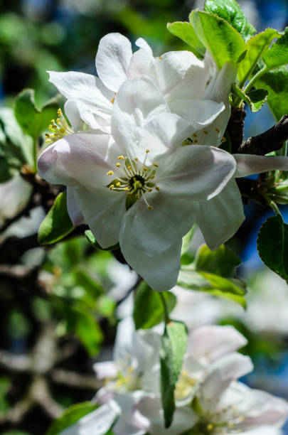 istock Blossoming branch of the apple tree 690607142