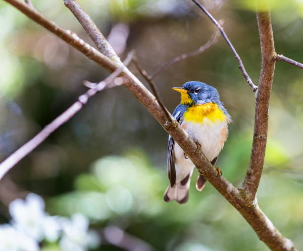 istock Northern Parula in a Boreal forest. north Quebec, Canada. 690607174