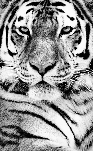 Close up portrait of a Siberian tiger.