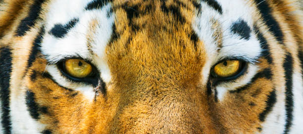 istock Close up of Siberian Tiger Eyes 690610136
