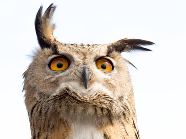 istock Close up portrait of an eagle owl (Bubo bubo) isolated on white background with a funny expression 690610144