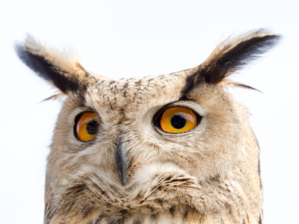 istock Close up portrait of an eagle owl (Bubo bubo) isolated on white background with a funny expression 690610262