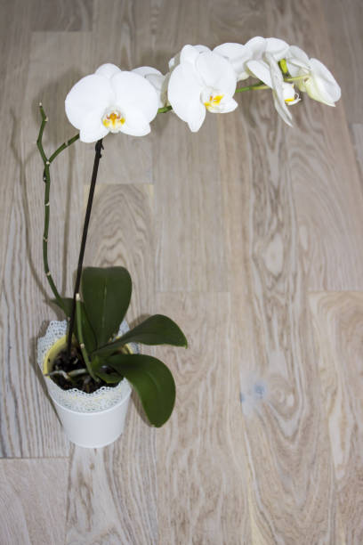 istock White beautiful orchid in a white pot on a wooden background 690610588