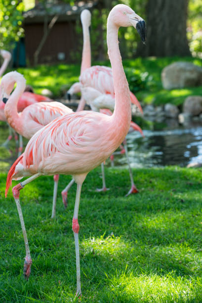 istock Chilean Flamingo 690613826