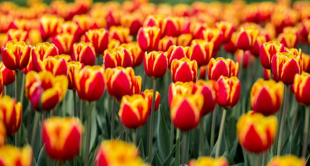 istock Brightly colored tulips shot at Ottawa in Ontario Canada. 690613882