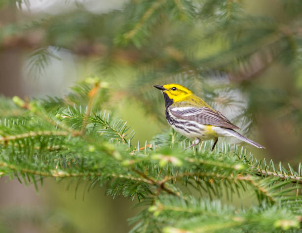 istock Black Throated Green warbler. 690616866