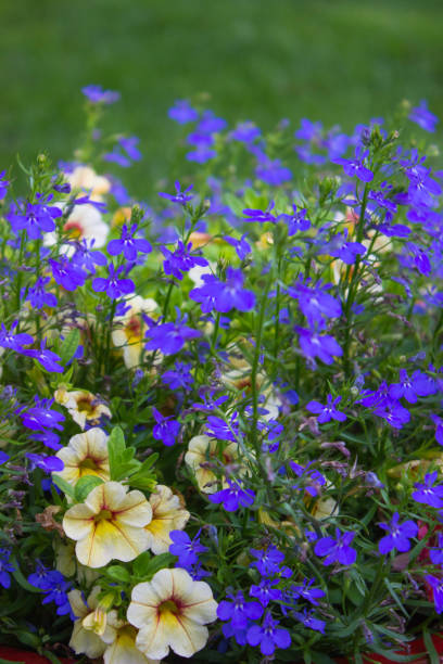 istock Blue & Yellow Flower Planting 690616890