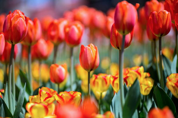 istock Brightly colored tulips shot at Ottawa in Ontario Canada. 690617190