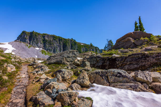 melted snow in the mountains. - north cascades national park mountain flower wildflower imagens e fotografias de stock