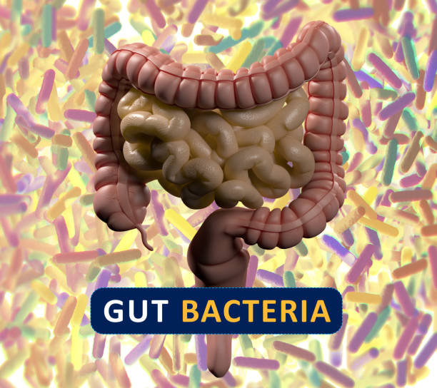 istock Gut bacteria, microbiome. Magnification of bacteria inside the intestines, concept, representation. 3D illustration. 690620000