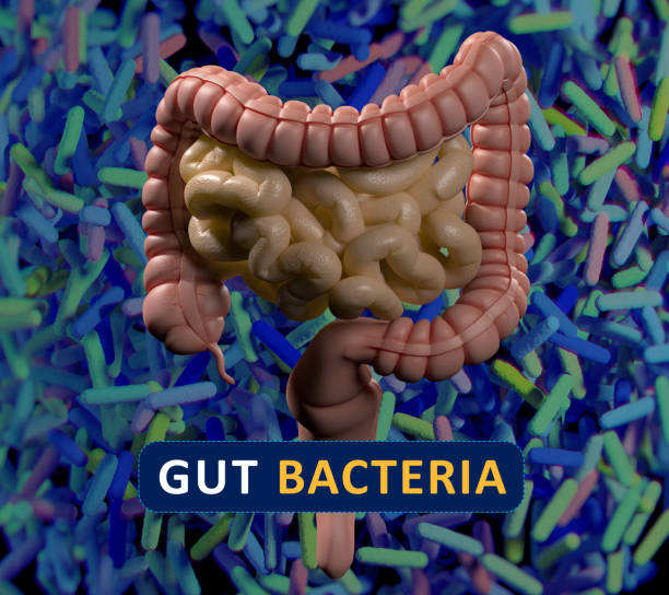 istock Gut bacteria, microbiome. Magnification of bacteria inside the intestines, concept, representation. 3D illustration. 690620026