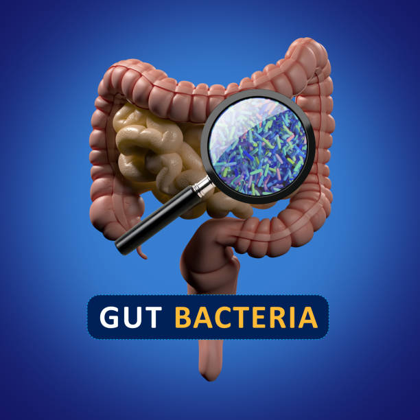 istock Gut bacteria, microbiome. Magnification of bacteria inside the intestines, concept, representation. 3D illustration. 690620154