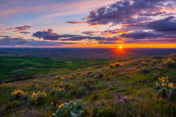 istock Wildflowers on Steptoe butte state park, spring, 690620202