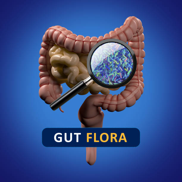 istock Gut bacteria, microbiome. Magnification of bacteria inside the intestines, concept, representation. 3D illustration. 690620222