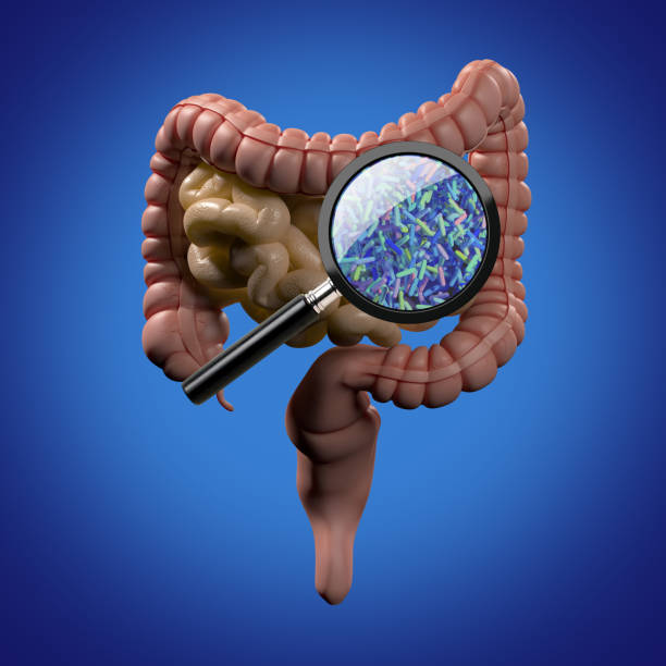 Gut bacteria, microbiome. Magnification of bacteria inside the intestines, concept, representation. 3D illustration. stock photo
