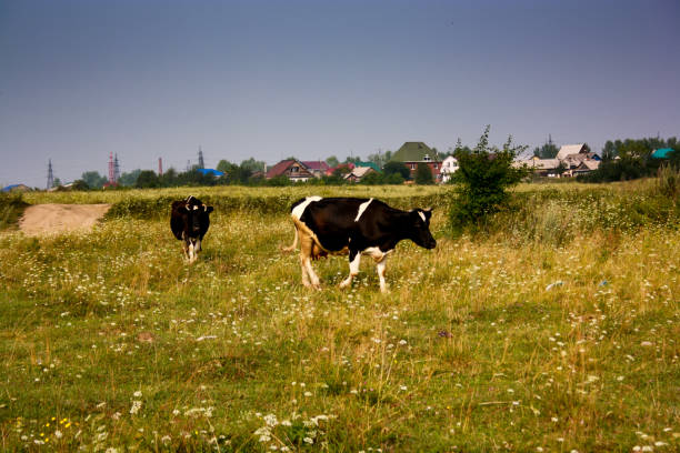istock A herd of cows came to the watering place 690620452