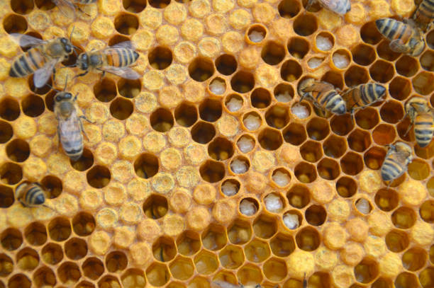 istock Honey Bees - frame of capped brood 690623522