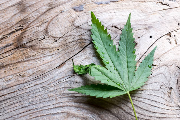 istock Green leaf over wooden background 690623818