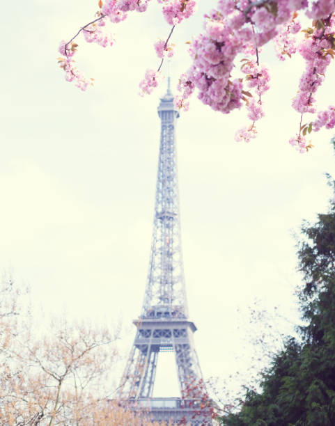 Eiffel Tower and Cherry blossoms stock photo