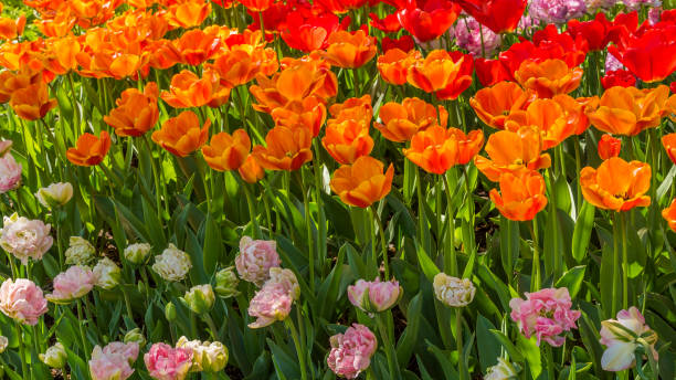 istock Beautiful tulips in the spring. 690624210