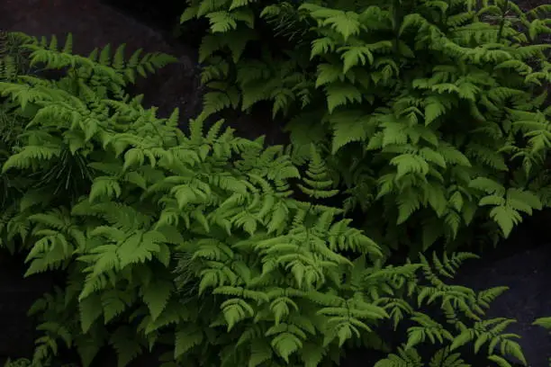 Lush green ferns