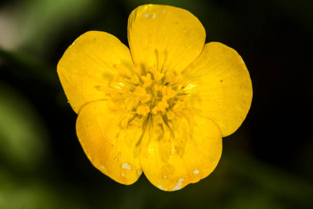 Closeup of battered buttercup flower at Belding Preserve, Vernon, Connecticut. Buttercup flower, Ranunculus acris, a faded beauty from the Belding Preserve in Vernon, Connecticut. autotroph stock pictures, royalty-free photos & images