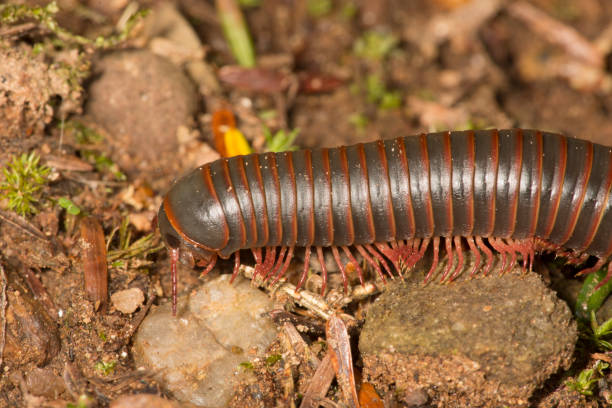 istock Millipede walking over stones at Valley Falls Park, Connecticut 690630420