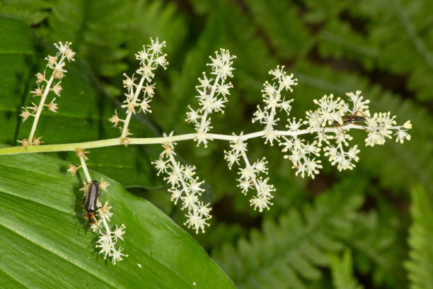 False Solomon's seal flower with beetle in Vernon, Connecticut. Two beetles on a false Solomon's seal flower, Smilacina racemosa, in Valley Falls Park , Vernon, Connecticut. autotroph stock pictures, royalty-free photos & images