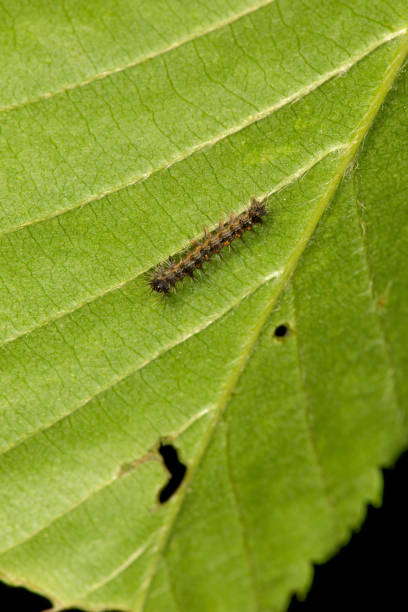 istock Young gypsy moth caterpillar at Valley Falls Park, Connecticut 690632720