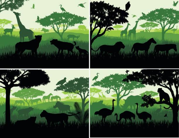 illustrations, cliparts, dessins animés et icônes de ensemble d’illustrations vectorielles du paysage safari savane africaine avec des silhouettes d’animaux sauvages dans les modèles de conception du coucher du soleil - lion africa safari south africa