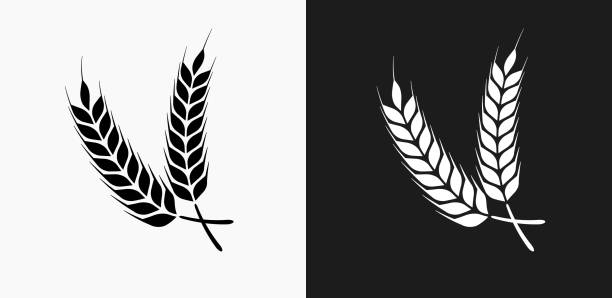 Barley Icon on Black and White Vector Backgrounds Barley Icon on Black and White Vector Backgrounds. This vector illustration includes two variations of the icon one in black on a light background on the left and another version in white on a dark background positioned on the right. The vector icon is simple yet elegant and can be used in a variety of ways including website or mobile application icon. This royalty free image is 100% vector based and all design elements can be scaled to any size. hordeum stock illustrations