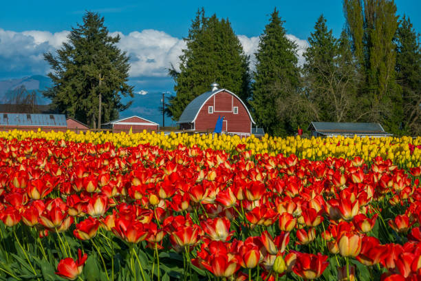 istock Colorful field of tulips 690636510