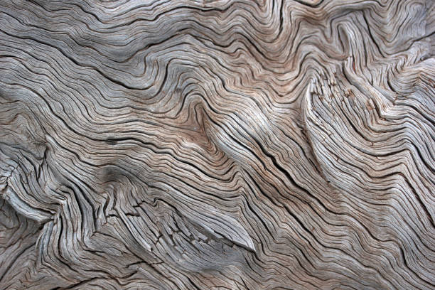 árbol - bark fotografías e imágenes de stock