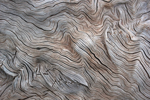 albero - knotted wood foto e immagini stock