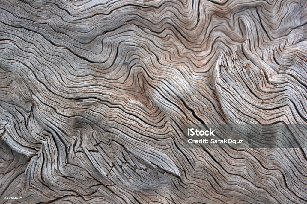 Tree Textured Stock Photo
