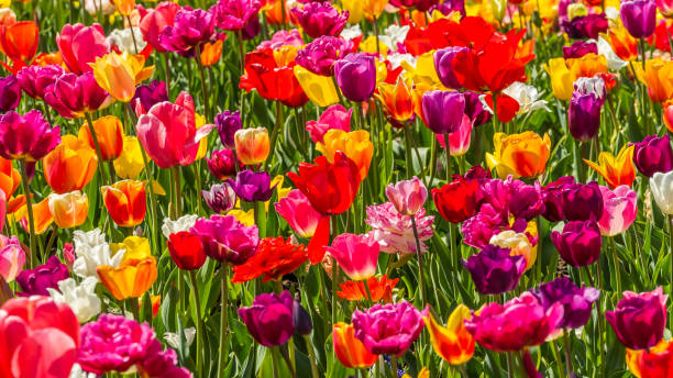istock Beautiful tulips in the spring. 690639080